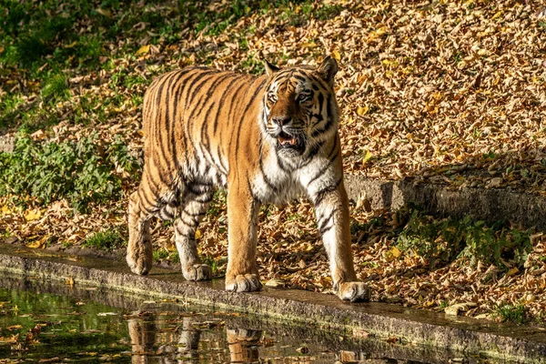 Τίγρης Της Σιβηρίας Panthera Tigris Altaica Είναι Μεγαλύτερη Γάτα Στον — Φωτογραφία Αρχείου