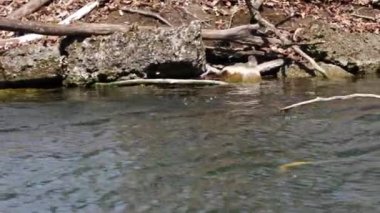 Great Crested Grebe, Podiceps kristali turuncu güzel renklerle, kırmızı gözlü bir su kuşu. Eski Dünya 'da bulunan en büyük aile üyesidir..