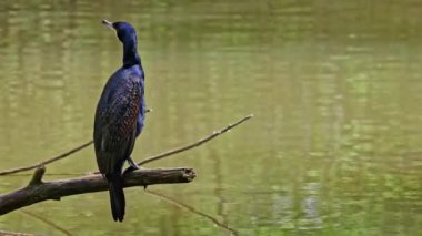 Kuzey yarımküre boyunca büyük siyah karabatak olarak bilinen büyük karabatak, Avustralya 'daki siyah karabatak ve Yeni Zelanda' nın daha güneyindeki siyah karabatak