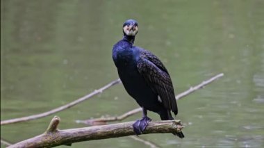 Kuzey yarımküre boyunca büyük siyah karabatak olarak bilinen büyük karabatak, Avustralya 'daki siyah karabatak ve Yeni Zelanda' nın daha güneyindeki siyah karabatak