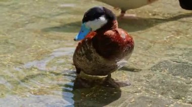 Branta ruficollis, Avrasya 'dan Branta cinsinde parlak işaretli kaz türü, çoğunlukla Taymyr Yarımadası' nda olmak üzere Arktik Sibirya 'da ürer..