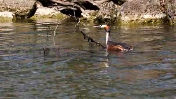 Great Crested Grebe Podiceps Cristatus Krásnými Oranžovými Barvami Vodní Pták — Stock video