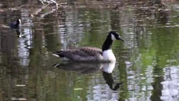 Канадская Goose Branta Cansis Находится Озере Недалеко Мюнхена Германии Гусь — стоковое видео