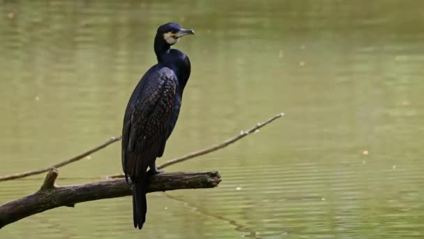 Cormorant Besar Phalacrocorax Carbo Dikenal Sebagai Black Cormorant Besar Belahan — Stok Video