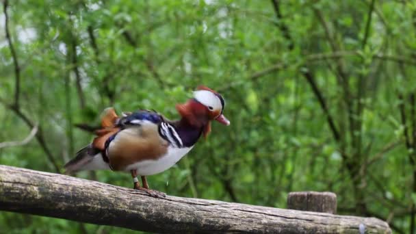Mandarin Ördeği Aix Galericulata Doğu Asya Yaşayan Bir Ördek Türüdür — Stok video