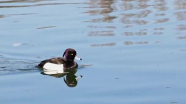 Tufted duck, Aythya fuligula, Almanya 'nın Münih kentindeki İngiliz Bahçesi' nde Kleinhesseloher Gölü 'nde yüzen küçük bir ördek.