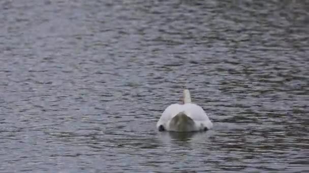ミュート白鳥 Cygnus Color は白鳥の一種で 水鳥の家族Anatidaeのメンバーです 湖の上を泳ぐ — ストック動画