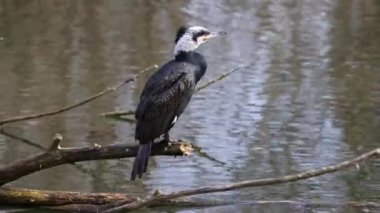 Kuzey yarımküre boyunca büyük siyah karabatak olarak bilinen büyük karabatak, Avustralya 'daki siyah karabatak ve Yeni Zelanda' nın daha güneyindeki siyah karabatak