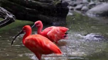 Kızıl aynak, Eudocimus ruber, Threskiornithidae familyasından bir kuş, kabuklu deniz ürünlerinin kırmızımsı renklerine hayran kalmıştır.