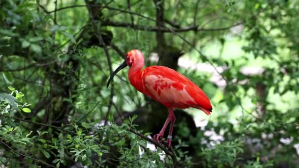 Scarlet Ibis Eudocimus Ruber Pták Čeledi Threskiornithidae Obdivovaný Načervenalým Zbarvením — Stock video