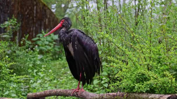 Černý Čáp Ciconia Nigra Velký Pták Čeledi Čápů Ciconiidae — Stock video