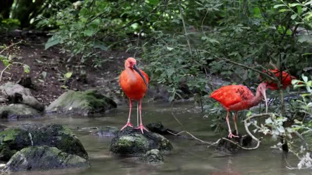 Scarlet Ibis Eudocimus Ruber Fågel Familjen Threskiornithidae Beundrad Rödaktig Färgning — Stockvideo