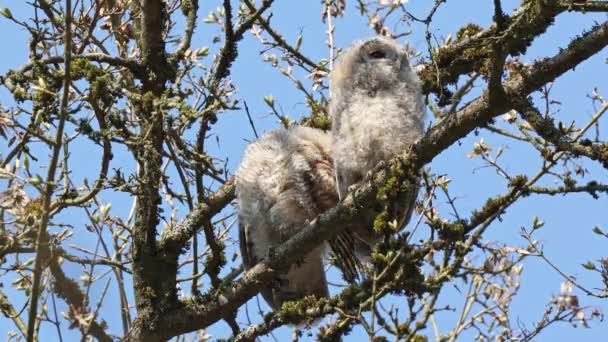 少年の小さなフクロウ Strix Alucoは小枝に倒れた この茶色いフクロウは 古生物学の多くの森の中で一般的に見られる 中くらいの大きさのふくろうです — ストック動画