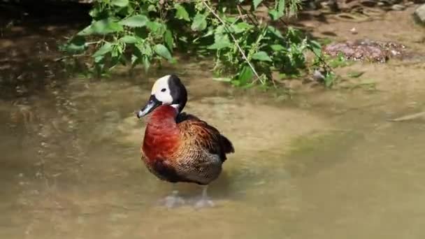 Pato Assobiando Cara Branca Dendrocygna Viduata Pássaro Barulhento Com Apito — Vídeo de Stock