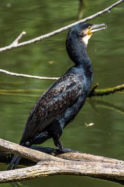 Kuzey yarımküre boyunca büyük siyah karabatak olarak bilinen büyük karabatak, Avustralya 'daki siyah karabatak ve Yeni Zelanda' nın daha güneyindeki siyah karabatak