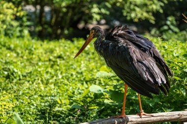 Kara leylek, Ciconia nigra leylek familyasından büyük bir kuş türü..