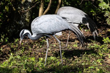 Demokiselle Crane ve Anthropoides başak kuşları gün boyunca açık yeşil çayırlarda yaşarlar. Orta Avrupa 'da bulunan bir turna türüdür.