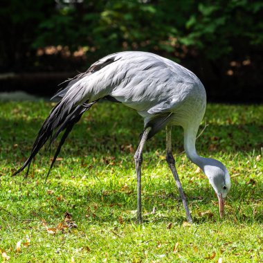 Grus paradisea, Güney Afrika 'ya özgü nesli tükenmekte olan bir kuş türü. Güney Afrika 'nın ulusal kuşudur.