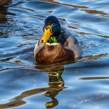 Yaban ördeği, Anas Platyrhynchos bir amatör ördektir. Burada bir gölde yüzüyorum.