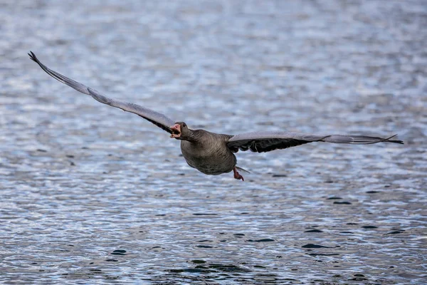 Gâsca Greylag Anser Anser Este Specie Gâscă Mare Din Familia — Fotografie, imagine de stoc