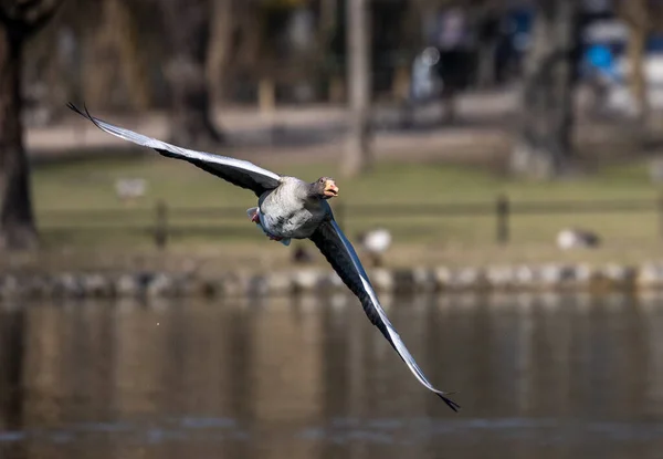 Anser Anser Anatidae Familyasından Anatidae Familyasından Bir Kaz Türü Burada — Stok fotoğraf