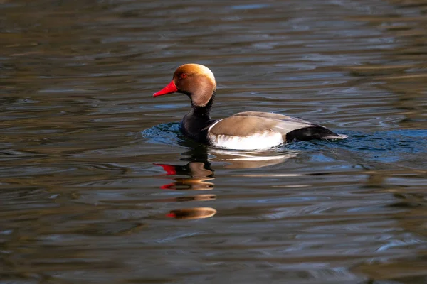 Pochard Aigrettes Netta Rufina Est Grand Canard Plongeur Ici Nager — Photo