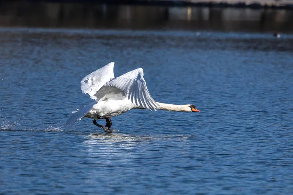 Den Stumma Svanen Cygnus Olor Svansart Och Medlem Sjöfågelfamiljen Anatidae — Stockfoto