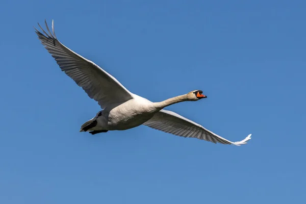 Cygnus Olor Uma Espécie Cisne Família Anatidae Aqui Voando Sobre — Fotografia de Stock