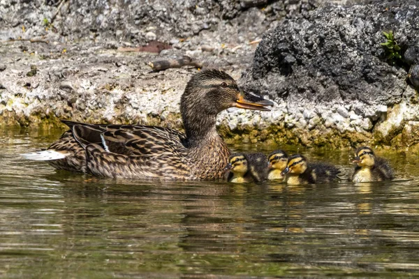 Pato Salvaje Ánade Real Familia Anas Platyrhynchos Con Goslings Jóvenes — Foto de Stock