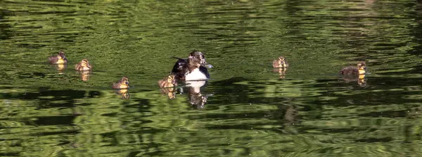 Rată Sălbatică Sau Mallard Familia Anas Platyrhynchos Goslings Tineri Lac — Fotografie, imagine de stoc