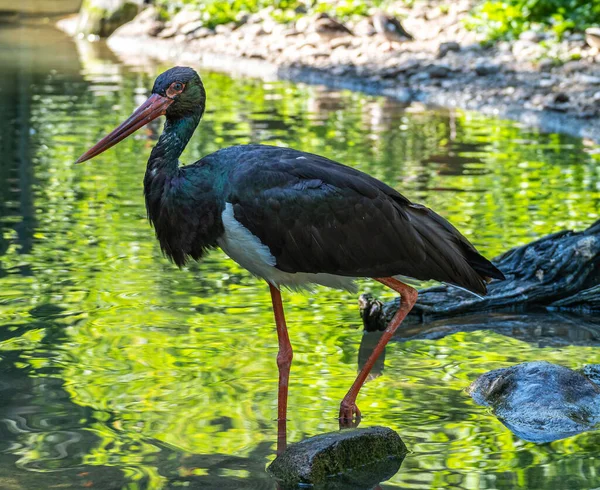 Kara leylek, Ciconia nigra leylek familyasından büyük bir kuş türü..