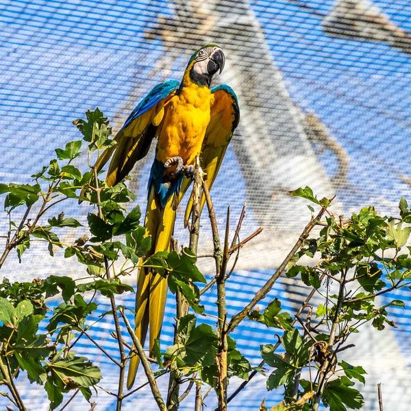 Arara Azul Amarela Ara Ararauna Também Conhecida Como Arara Azul — Fotografia de Stock