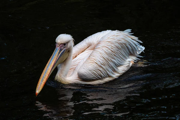 Большой Белый Пеликан Pelecanus Onocrotalus Известный Пеликан Птица Семейства Пеликанов — стоковое фото