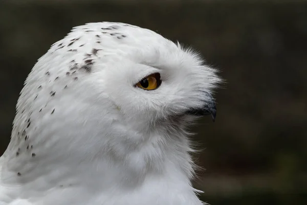 스노이 Snowy Owl Bubo Scandiacus 올빼미 올빼미이다 흰올빼미 의원산지는 북아메리카와 — 스톡 사진