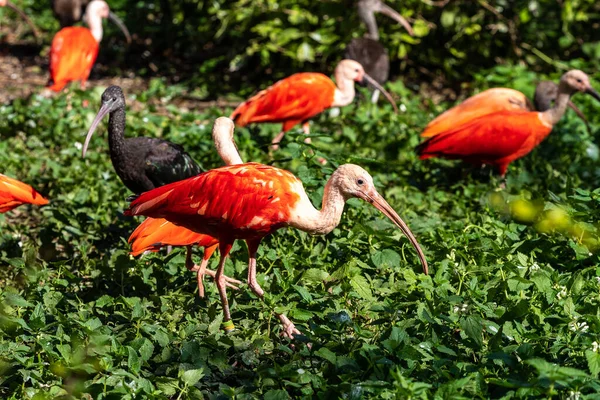 Scarlet Ibis Eudocimus Ruber Threskiornithidae 속하는 따오기의 일종이다 남아메리카와 카리브해의 — 스톡 사진