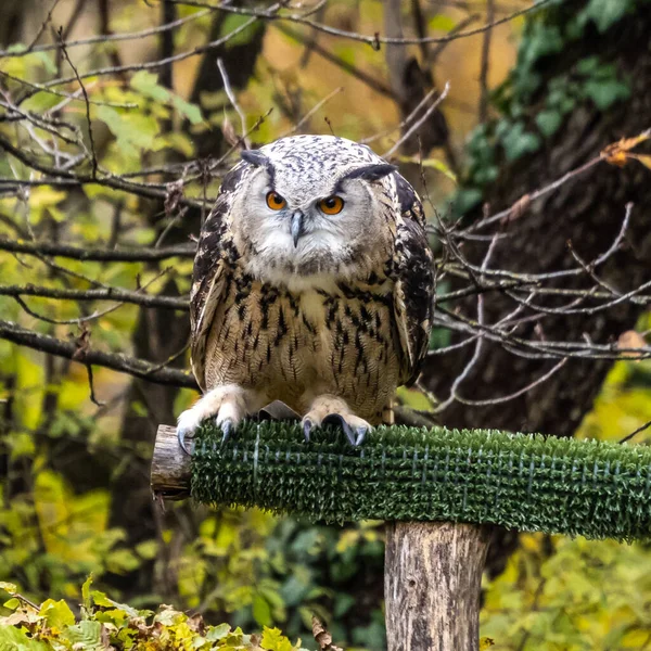The Eurasian Eagle Owl, Bubo bubo is a species of eagle-owl that resides in much of Eurasia. It is also called the European eagle-owl