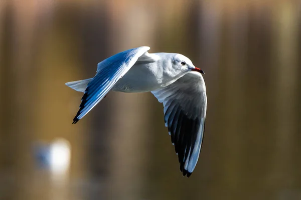 欧洲鲱鱼海鸥 Larus Argentatus 是一种大型海鸥 是西欧海岸上最有名的海鸥之一 — 图库照片