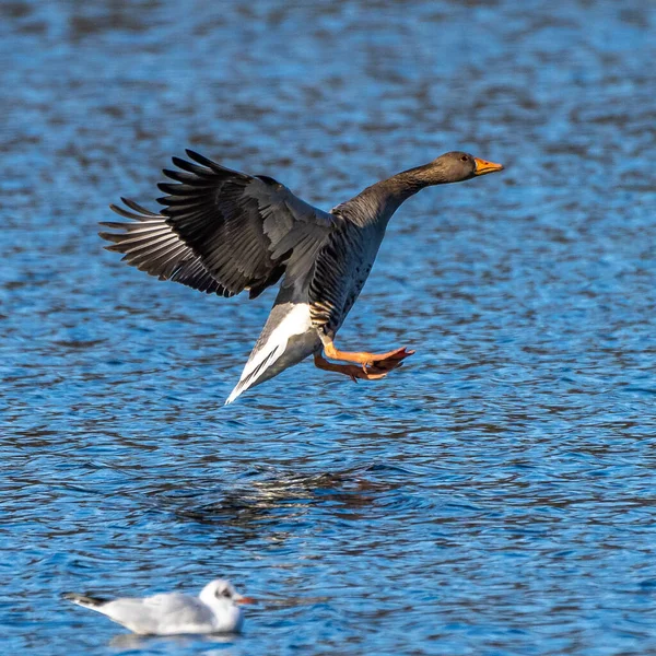 Grijsgans Anser Anser Een Gans Uit Familie Watervogels Anatidae Hier — Stockfoto