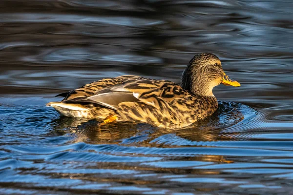 Canard Colvert Anas Platyrhynchos Est Canard Barboteur Ici Nager Dans — Photo