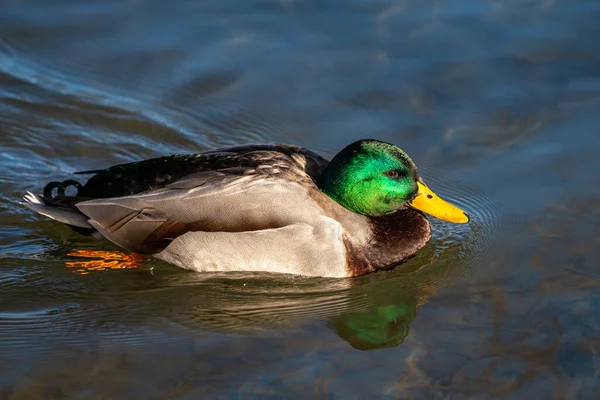 Ánade Real Anas Platyrhynchos Pato Juguetón Aquí Nadando Lago — Foto de Stock