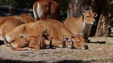 Banteng ailesi, Bos javanicus veya Red Bull. Vahşi bir sığır türüdür ama sığır ve bizondan farklı kilit özellikler vardır: hem erkek hem de dişilerde beyaz bir şerit..