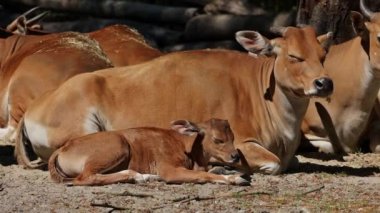 Banteng ailesi, Bos javanicus veya Red Bull. Vahşi bir sığır türüdür ama sığır ve bizondan farklı kilit özellikler vardır: hem erkek hem de dişilerde beyaz bir şerit..