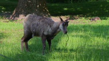 Apennine Chamois, Rupicapra pyrenaica ornata, İtalya 'daki Abruzzo-Lazio-Molise Ulusal Parkı ve İspanya' daki Pireneler 'de yaşamaktadır.
