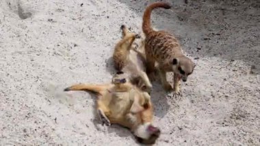 Meerkat, Suricata Suricatta hoplayıp zıplıyorlar ve birbirleriyle dövüşüyorlar.