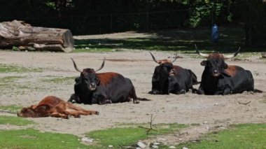 Yavru Aurochs, Heck sığırları, Bos primigenius Taurus, soyu tükenmiş yaban öküzlerine benzediğini iddia etti. Evcil dağlık sığırlar