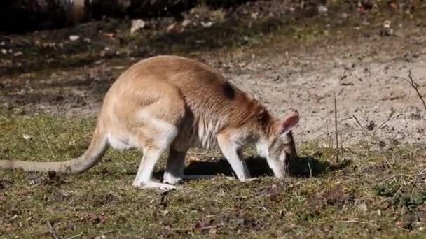 Macropus Agilis Também Conhecido Como Wallaby Arenoso Uma Espécie Wallaby — Vídeo de Stock