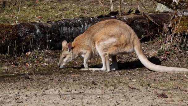 왈라비 매크로 아가미는 오스트레일리아 북부와 뉴기니에서 발견되는 왈라비의 일종이다 — 비디오