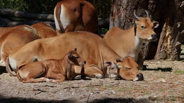 Famiglia Banteng Bos Javanicus Red Bull Tratta Tipo Bestiame Selvatico — Video Stock
