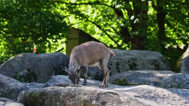 Junges Steinbockbaby Auf Einem Felsen Steinbock Einem Deutschen Park — Stockvideo