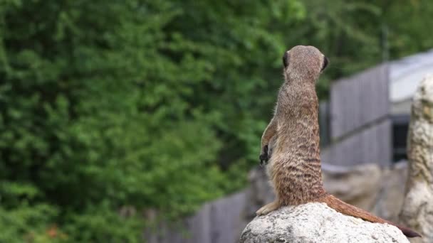 Meerkat Suricata Suricatta Zitten Een Steen Kijken Verte — Stockvideo